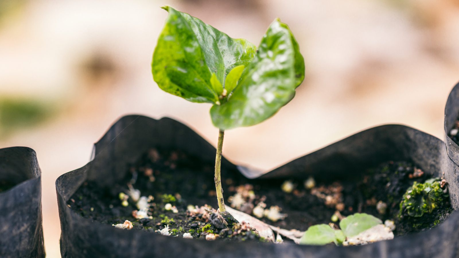 sgc-coffee-seedling-full kopie