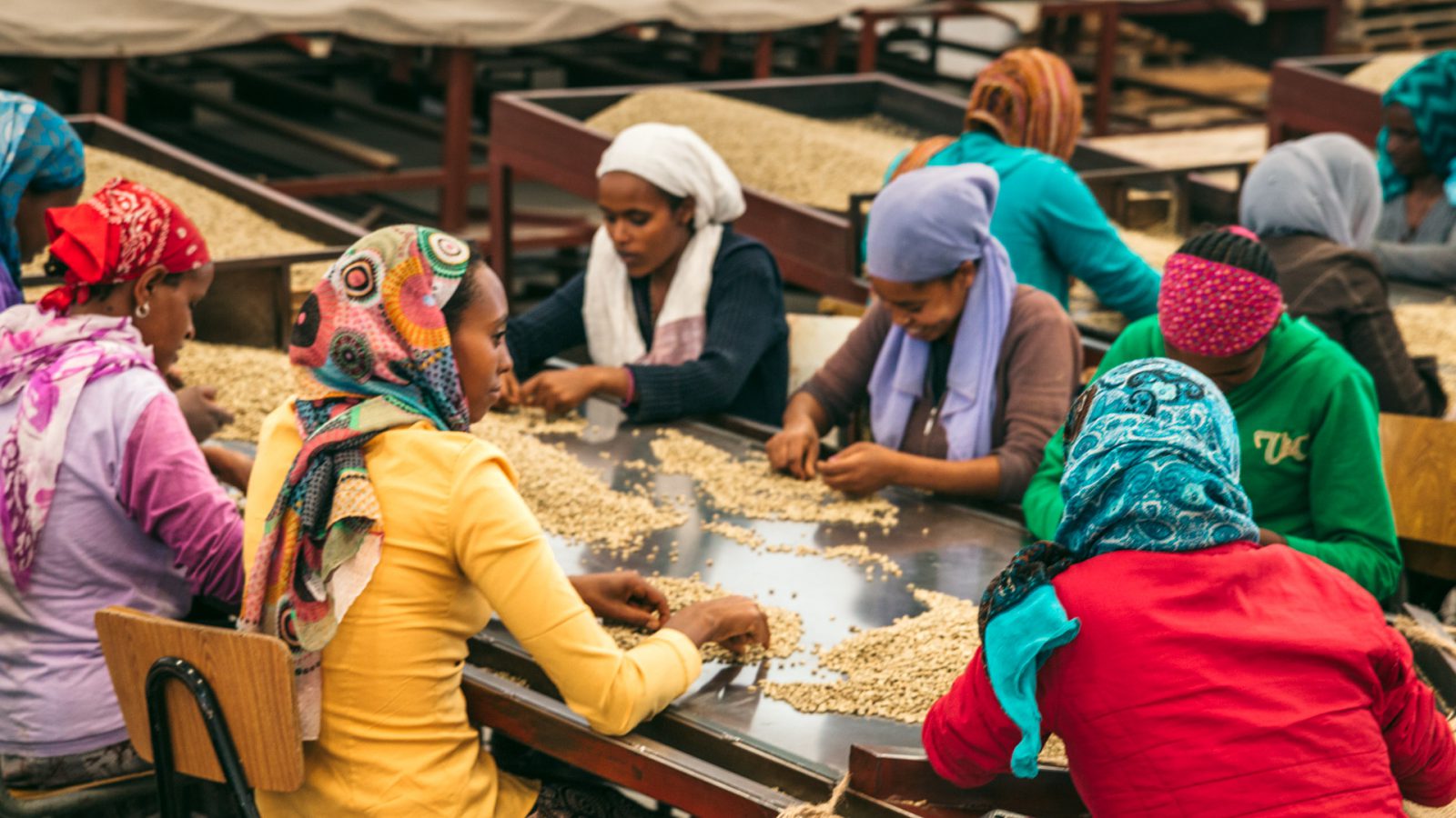 sgc-coffee-sorting-ethiopia-web