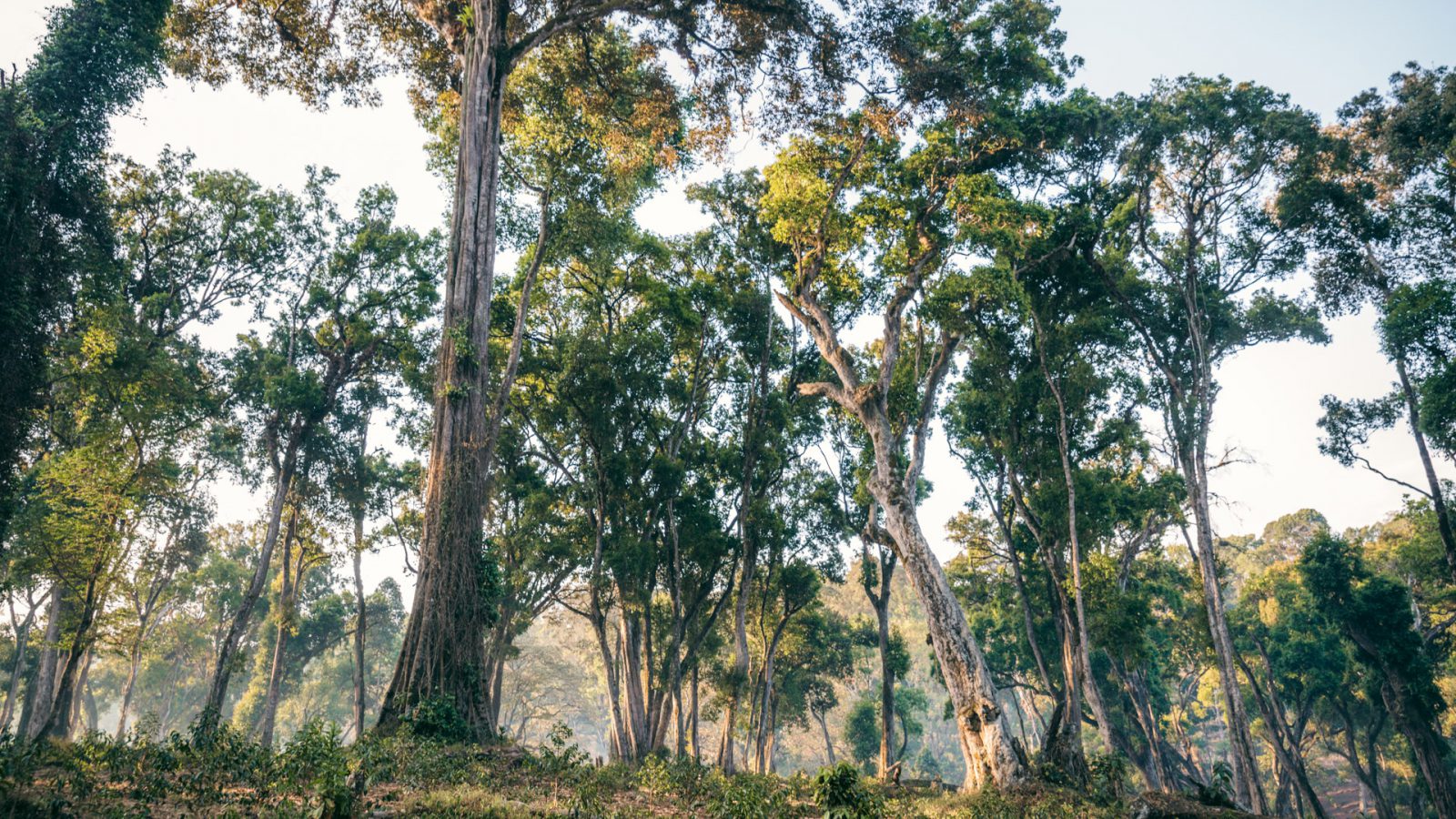 sgc-shade-grown-landscape-web