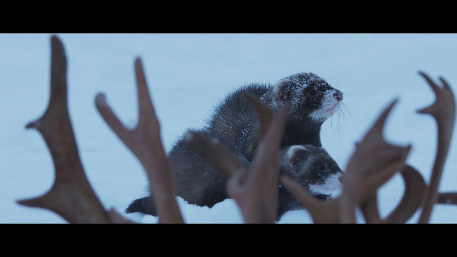 Ailo-Het-Dappere-Rendier_st_15_jpg_sd-high_Copyright-2019-borsalino-productions-gaumont-mrp-matila-rohr-productions-ressources