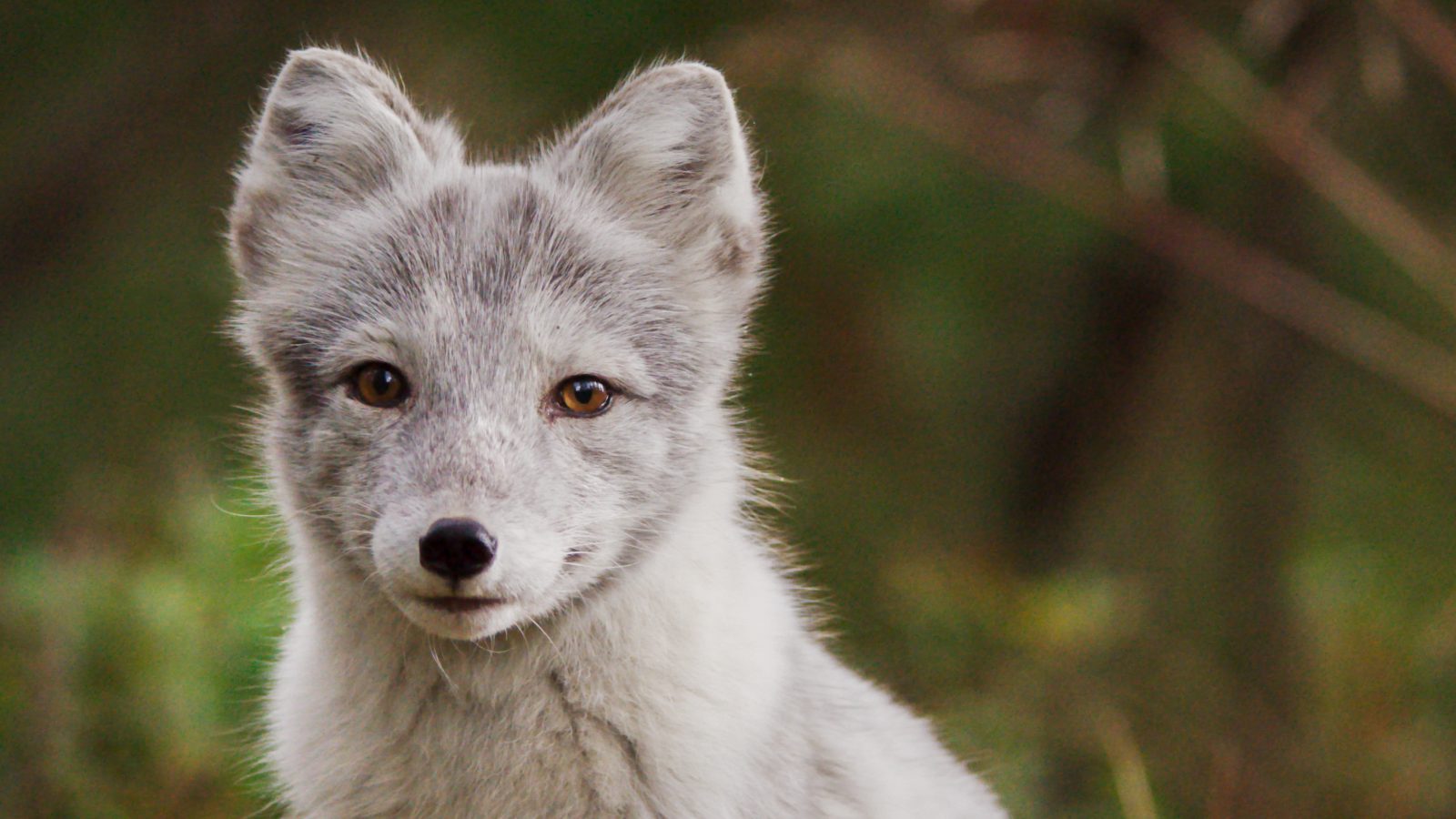 Ailo-Het-Dappere-Rendier_st_3_jpg_sd-high_Copyright-2019-borsalino-productions-gaumont-mrp-matila-rohr-productions-ressources