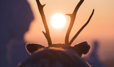 Ailo-Het-Dappere-Rendier_st_5_jpg_sd-low_Copyright-2019-borsalino-productions-gaumont-mrp-matila-rohr-productions-ressources