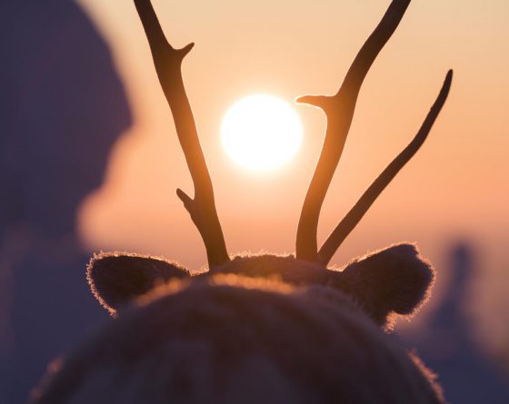 Ailo-Het-Dappere-Rendier_st_5_jpg_sd-low_Copyright-2019-borsalino-productions-gaumont-mrp-matila-rohr-productions-ressources