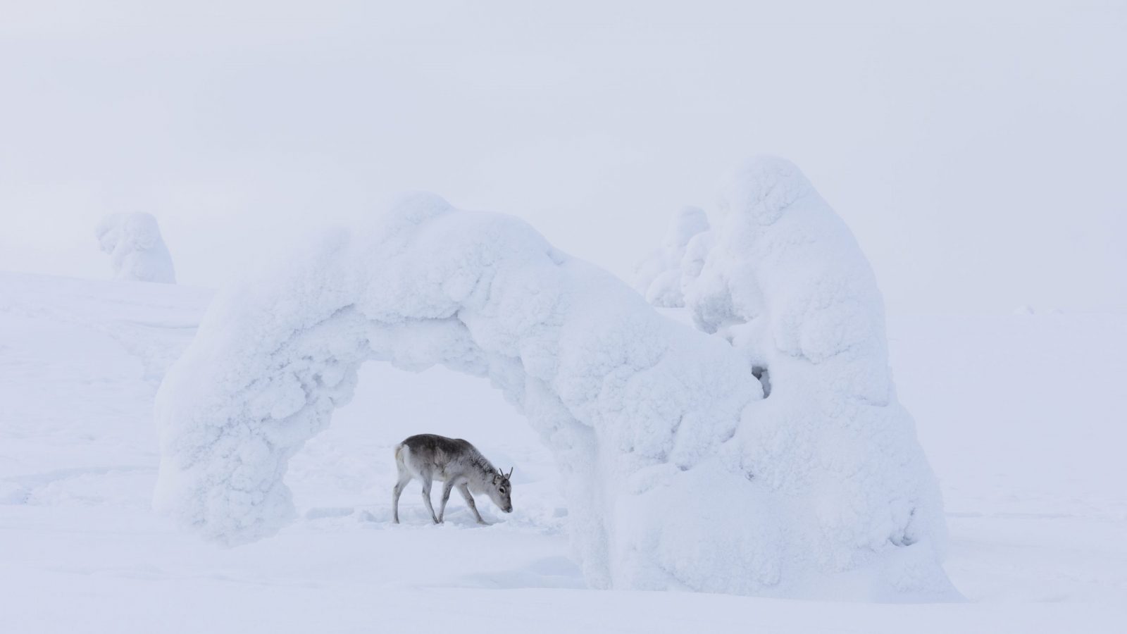Ailo-Het-Dappere-Rendier_st_7_jpg_sd-high_Copyright-2019-borsalino-productions-gaumont-mrp-matila-rohr-productions-ressources