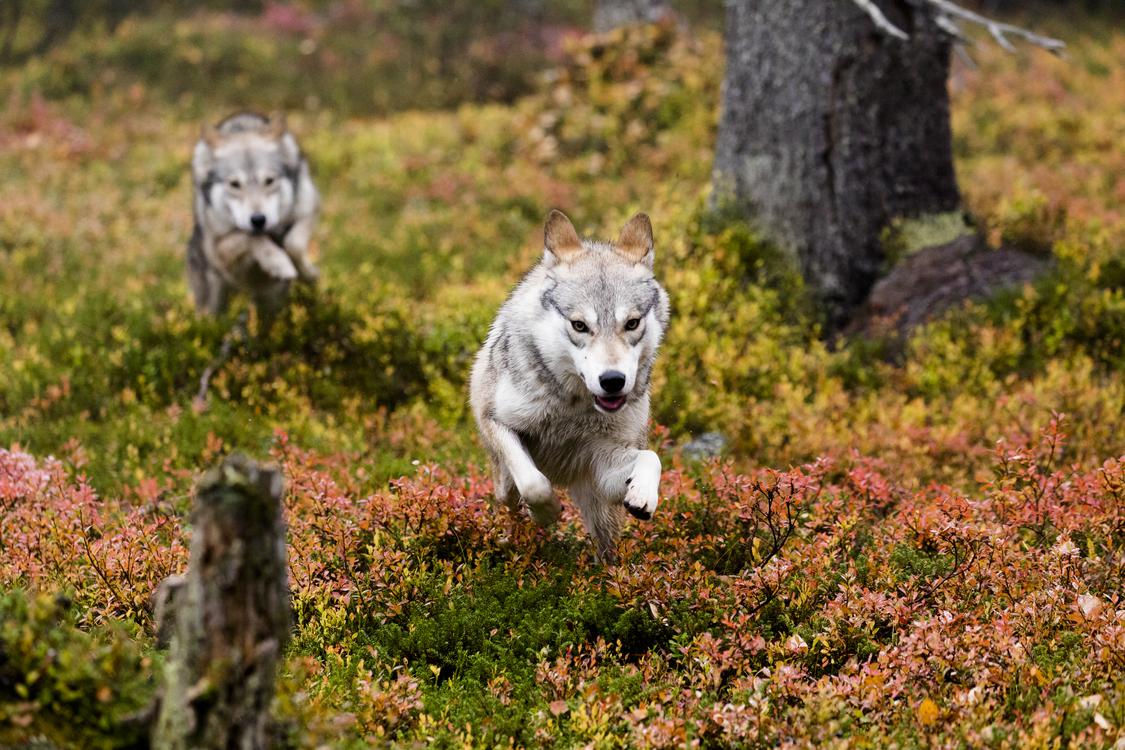 Ailo-Het-Dappere-Rendier_st_8_jpg_sd-low_Copyright-2019-borsalino-productions-gaumont-mrp-matila-rohr-productions-ressources