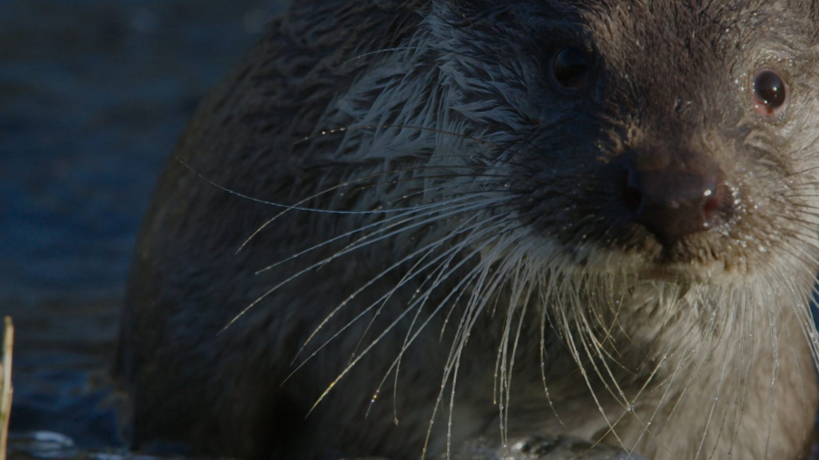Otter - copyright  Cees van Kempen