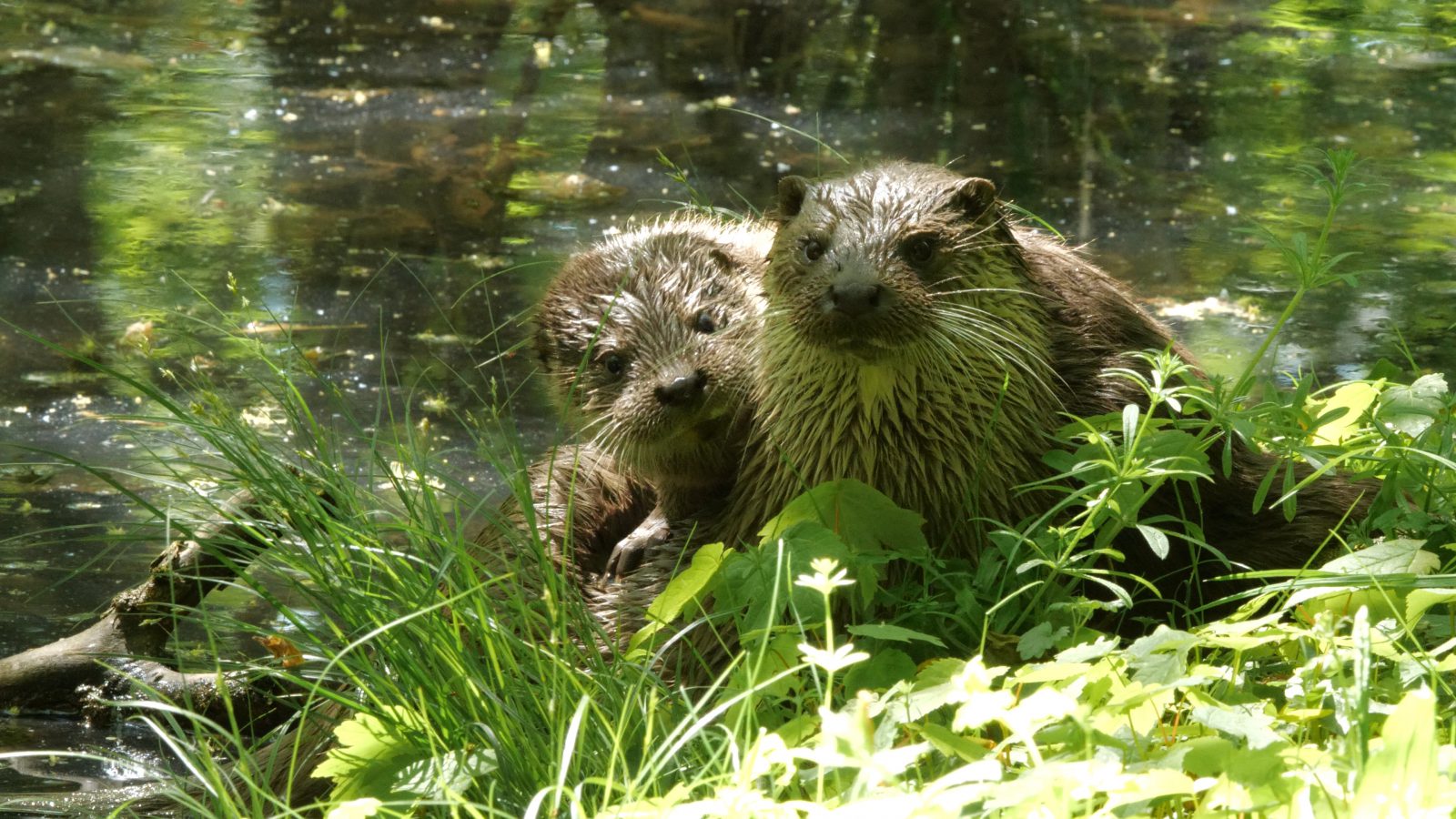 P1039075 moeder otter met jong - copyright Hilco Jansma