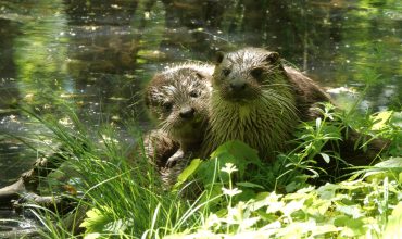 P1039075 moeder otter met jong - copyright Hilco Jansma
