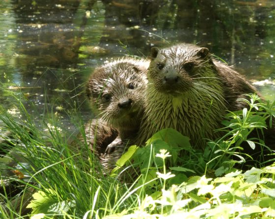 P1039075 moeder otter met jong - copyright Hilco Jansma